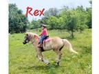 Family trail and buggy gelding