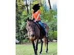 18yr broke Appendix Gelding
