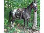 Appaloosa Gelding