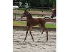 Arabian yearling colt