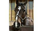 Beautiful Thoroughbred BAY Mare