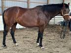 Kwpn broodmare by Jazz