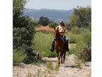 Sweet Tennessee Walker Mare