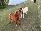 2 Mini Stud Colts