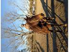 21 year old dead broke mare