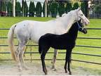 Appaloosa mare& Friesian colt