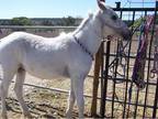 appaloosa stud colt