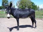 mammoth jack at stud