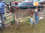 34 mammoth jenny weanling