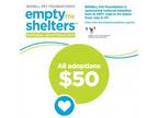 Adopt Lucy a Great Pyrenees, Terrier