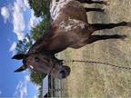 Blanketed Appaloosa Mare
