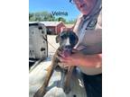 Adopt Velma a Hound, Mixed Breed