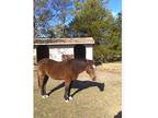AQHA Bay Gelding