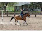 2014 tri-colored mare