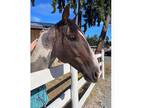 2008 Paint Gelding.