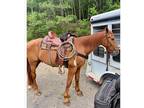 Sell my Horse