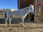 English PleasureTrail Horse