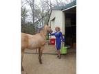 Beautiful Dun mare