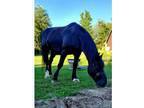 Percheron
