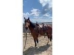 8yo Flashy Quarter Pony
