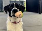 Adopt Margo a English Pointer, Border Collie