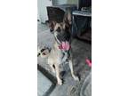 Adopt Scarlett a Shepherd, German Shepherd Dog