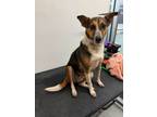 Adopt Pixie a Fox Terrier