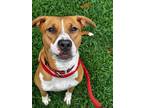 Adopt Linda a Pit Bull Terrier, Mixed Breed