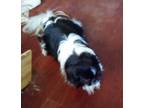 Adopt LeeSee a Pekingese