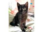Adopt KITTEN BLACK PEPPER a Domestic Short Hair