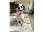 Adopt Bella a Havanese