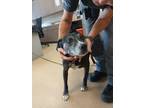 Adopt Happy a Pit Bull Terrier, Labrador Retriever