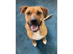 Adopt Vera a Boxer, Mixed Breed
