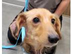 Adopt Cheddar a Dachshund