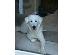 Adopt Khione a Great Pyrenees