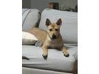 Adopt Macy (& Abby) bonded puppies a Shepherd