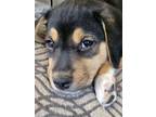 Adopt Sprite (puppy) a Rottweiler, Retriever