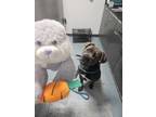 Adopt Mirabel a Mastiff