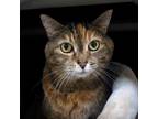 Adopt Amelia a Domestic Short Hair