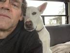 Adopt Keeva a Shepherd, Husky