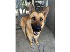 Adopt Belle a German Shepherd Dog