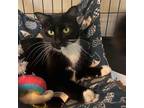 Adopt Mittens a Domestic Medium Hair