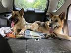 Adopt Shianne a German Shepherd Dog