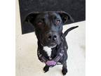 Adopt Missy a Pit Bull Terrier, Mixed Breed