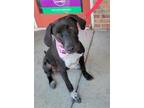 Adopt Kinsley - The Kibble Kingdom Kids a Pointer, Mixed Breed