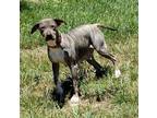 Adopt Mary Cassatt (Artist Pups Mom) a Shar-Pei, Mixed Breed