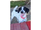 Adopt Meela a Pointer, Hound