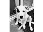 Adopt Daisy Duck pup: Ursula a Mixed Breed