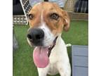 Adopt Boo VI a Beagle
