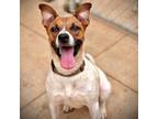 Adopt Asia a Rat Terrier, Boxer